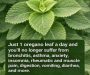oregano-leaf-herbal-tea